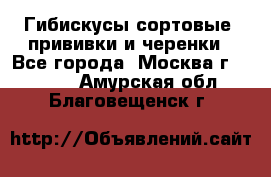 Гибискусы сортовые, прививки и черенки - Все города, Москва г.  »    . Амурская обл.,Благовещенск г.